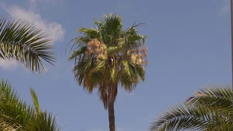 Palm tree 30 Stock Footage 75316902