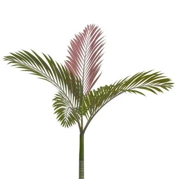 Palm Tree 3d illustration isolated on the white background Stock Illustration