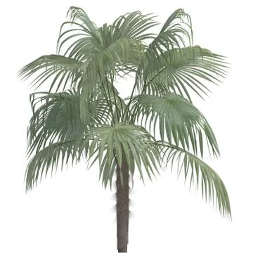 Palm Tree 3d illustration isolated on the white background Stock Illustration