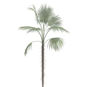 Palm Tree 3d illustration isolated on the white background Illustrazione stock