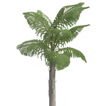 Palm Tree 3d illustration isolated on the white background Stock Illustration
