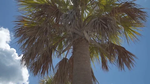 Palm Tree [4K] Stock Footage 80007292