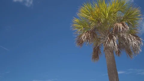 Palm Tree [4K] Stock Footage 80007348