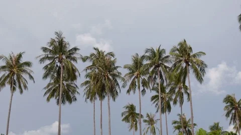 Palm Tree 4K Video stock 80549353