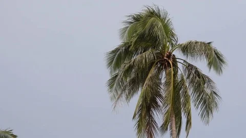 Palm Tree 4K Stock Footage 80551258