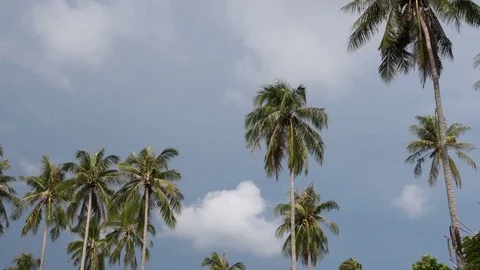 Palm Tree 4K Stock Footage 80564427