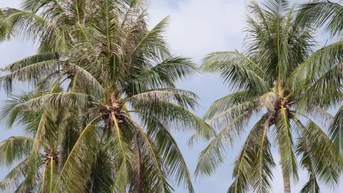 Palm Tree 4K Stock Footage 80564461