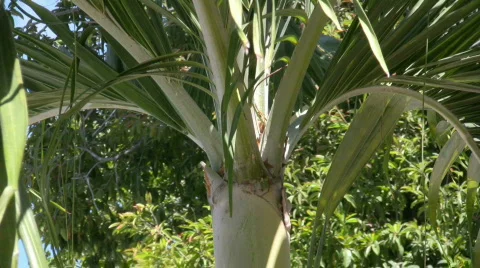 Palm tree 5 Video stock 373255