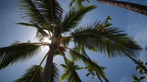Palm tree 51 Stock Footage 155494943