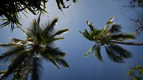Palm tree 52 Stock Footage 155494946