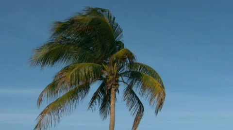 Palm tree 8 Stock Footage 373296