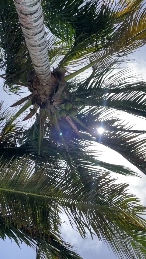 Palm Tree 9x16 Stock Footage 281077898