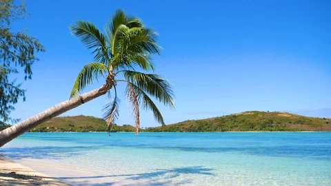 Palm tree above crystal clear ocean at the paradise beach Stock Footage 101825581