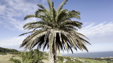 Palm Tree Above the Pacific Ocean Stock Footage 341350808