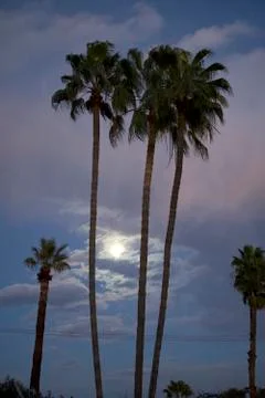 Palm tree after dark Stock-Fotos