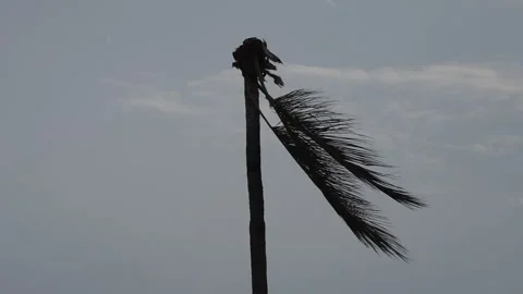 Palm Tree After A Hurricane Video stock 136639164