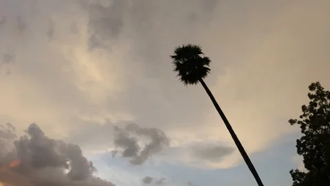 Palm tree after sunset, in a Tamil Nadu village 動画素材 118441440