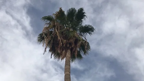 Palm Tree Again Cloudy Sky IMG 5713 Stock Footage 101693703