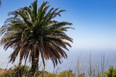 Palm tree against the backdrop of a calm ocean and blue sky Stockfoto's