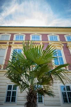 A palm tree against the background of the facade of a historic building. Foto stock