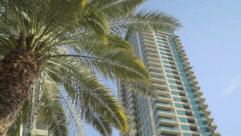Palm tree against the background of a high-rise building Video stock 135512645