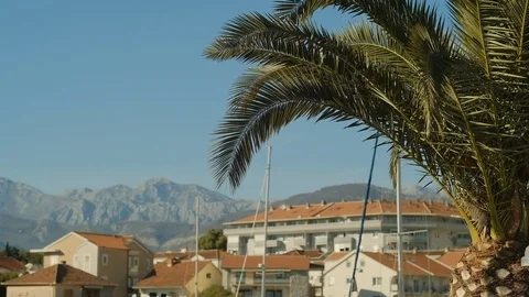 Palm tree against the background of old town  in Montenegro Video stock 126052837