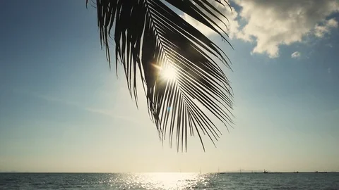 Palm tree against the background of the sea and the shining sun. slow motion Stock-Footage 87107095