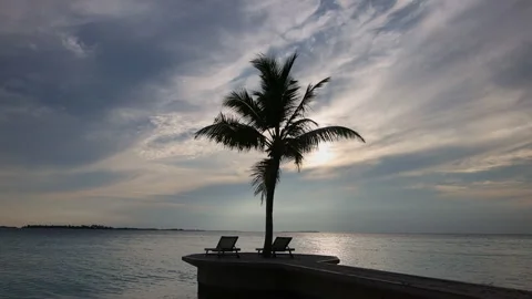 Palm tree against the background of the sea. Sunset in the Maldives Stock Footage 240408499