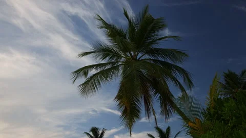 Palm tree against the background of the sunset sky in the Maldives Stock Footage 240331378