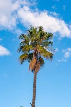 Palm tree against the background of white clouds and blue sky. Foto stock