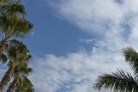 Palm tree against a blue cloudy sky on a sunny day Stock Photos