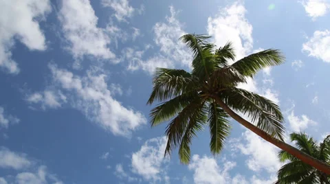 Palm tree against blue sky with clouds Stock Footage 31495976
