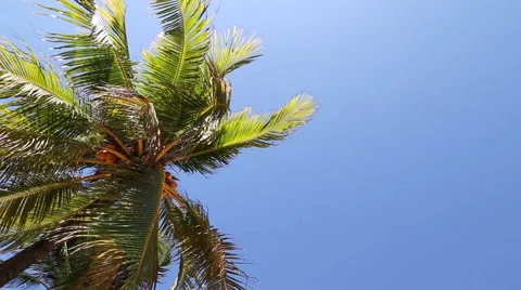Palm Tree Against Blue Sky in Caribbean Stock Footage 40697522