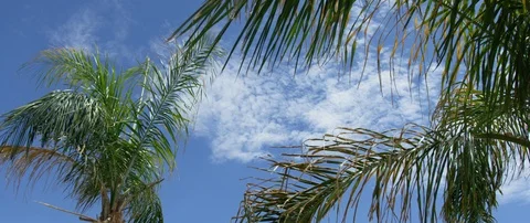 Palm tree against the blue sky Video stock 103413200