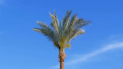 Palm Tree against the Blue Sky Stock Footage 106758367