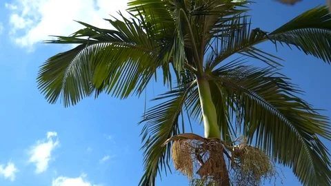 Palm tree against blue sky with architectural detail Stock Footage 107752107