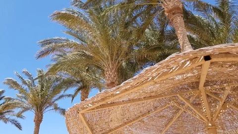 Palm tree against the blue sky. clearly visible palm trunk. Stock Footage 111954553