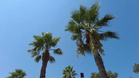 Palm tree against the blue sky. Stock Footage 169292753