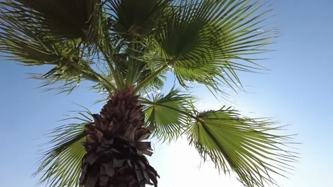 Palm tree against the blue sky. Stock Footage 169546381
