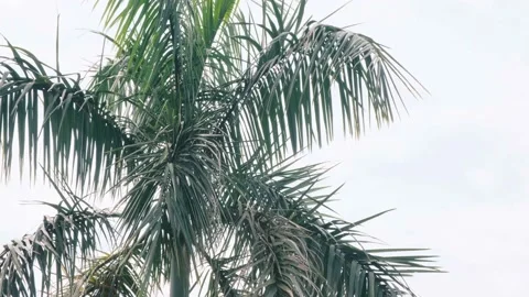 Palm tree against the blue sky. Tropical coconut palm leaf swaying with wind Stock-Footage 182412650