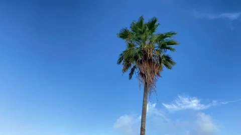 Palm tree against blue sky with cloud. Palm leaves waving in the wind. 4K Stock Footage 186646922
