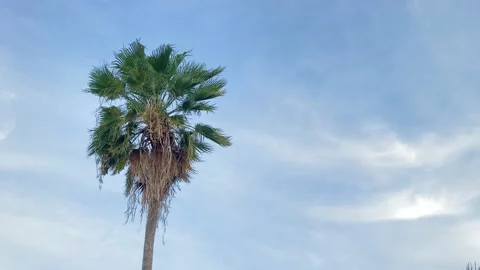 Palm tree against blue sky with cloud. Palm leaves waving in the wind. 4K Stock Footage 189882856