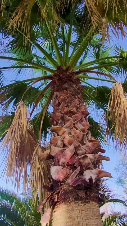 Palm Tree Against the Blue Sky. Low Angle View of Coconut Trees. Stock Footage 229411991
