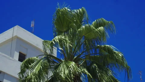 Palm tree against blue sky in Block 338 neighborhood of Adliya Stock Footage 245423036