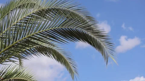 Palm tree against blue sky Stock Footage 284846405