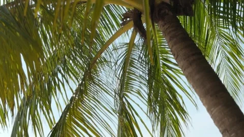 Palm tree against blue sky. View from bottom to top Stock Footage 306573966