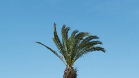 Palm tree against a blue sky on a sunny day. Green palm tree in summer blue sky. Stock Footage 308181113