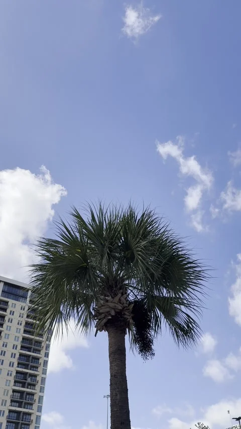 Palm Tree Against Blue Sky with Small Clouds Видео 344991226