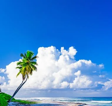 Palm tree against blue sky Foto stock