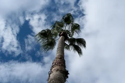 Palm tree against the blue sky with white clouds. The view from the bottom. Stock Photos
